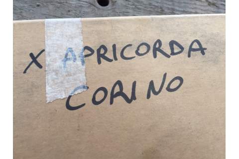 Cuscinetto per gruppo aprocorda Corino 2